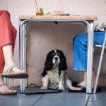 Un perro debajo de la mesa de una terraza refugiándose del calor mientras sus dueños toman algo en un bar de Malasaña.