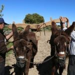 Una de las razas autóctonas de Castilla y León