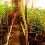 Desmantelada una plantación en Salamanca