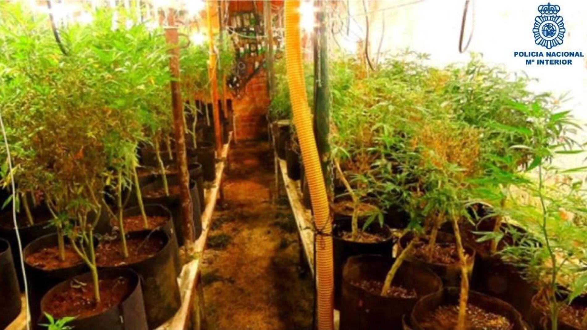 Desmantelado En Salamanca Un Cultivo Interior Con 2.000 Plantas De ...