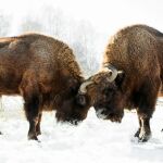 Dos machos de Bison bonasus (Rusia)