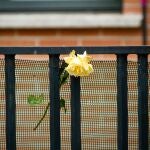 Imagen de una flor en el domicilio de la víctima de Valladolid