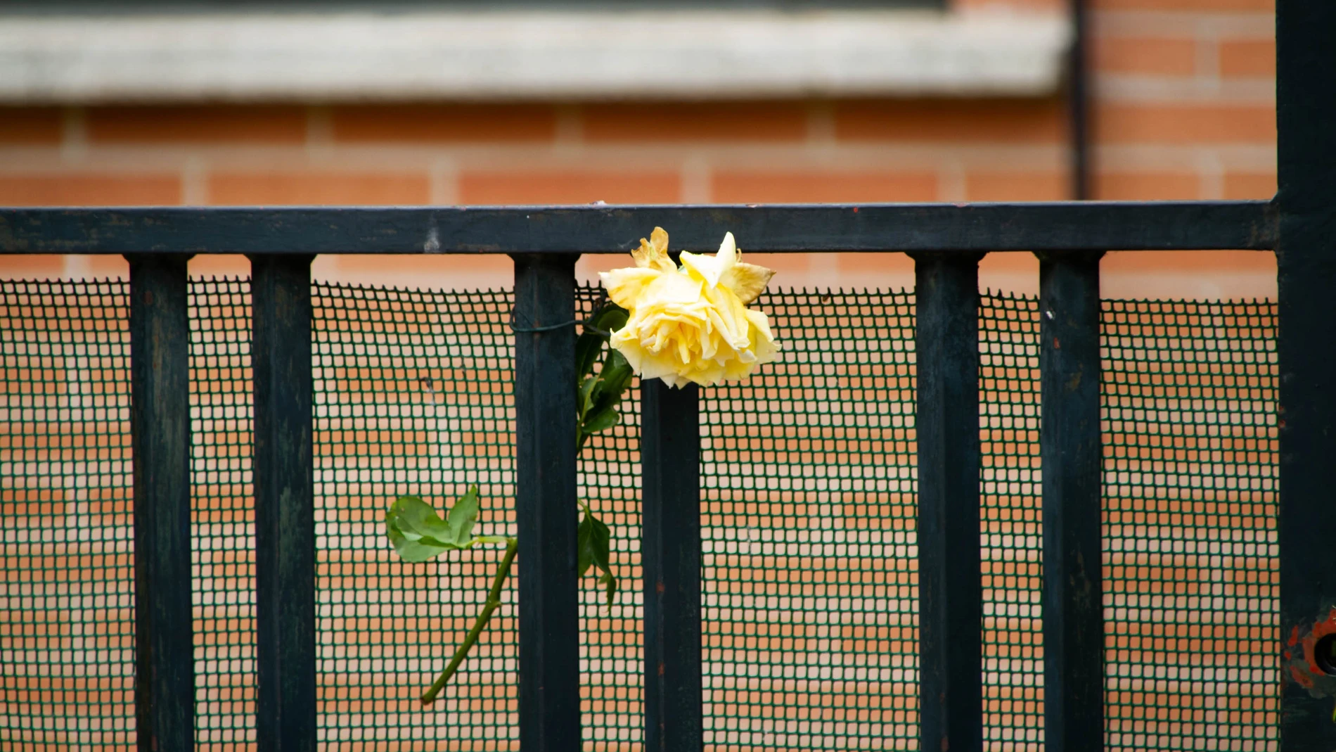 Imagen de una flor en el domicilio de la víctima de Valladolid