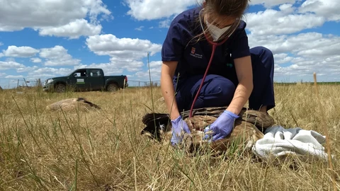 Veterinaria del Centro de Recuperación de Aves Silvestres