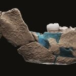 Reconstrucción de la mandíbula del Homo Nesher Ramla