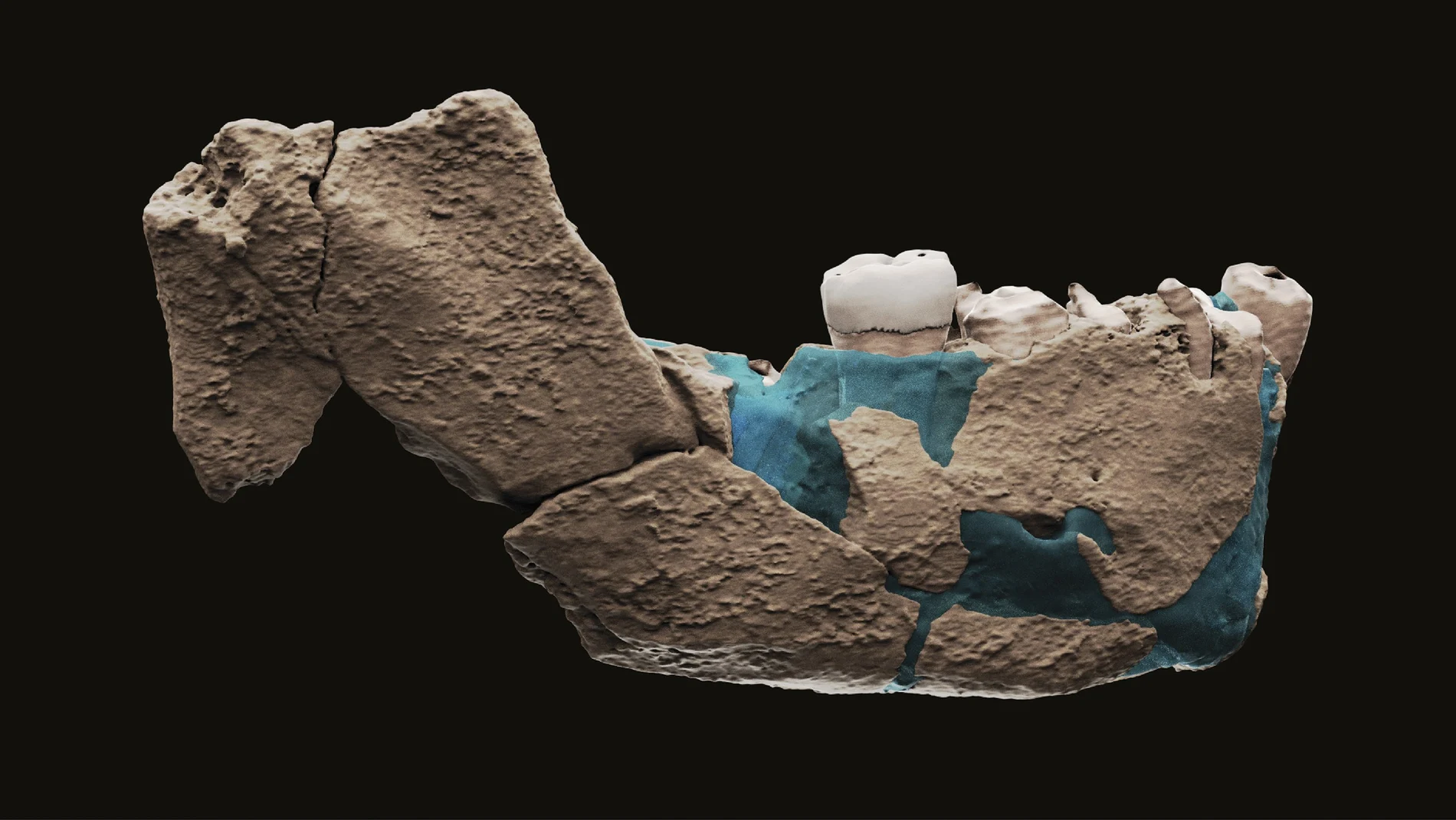 Reconstrucción de la mandíbula del Homo Nesher Ramla