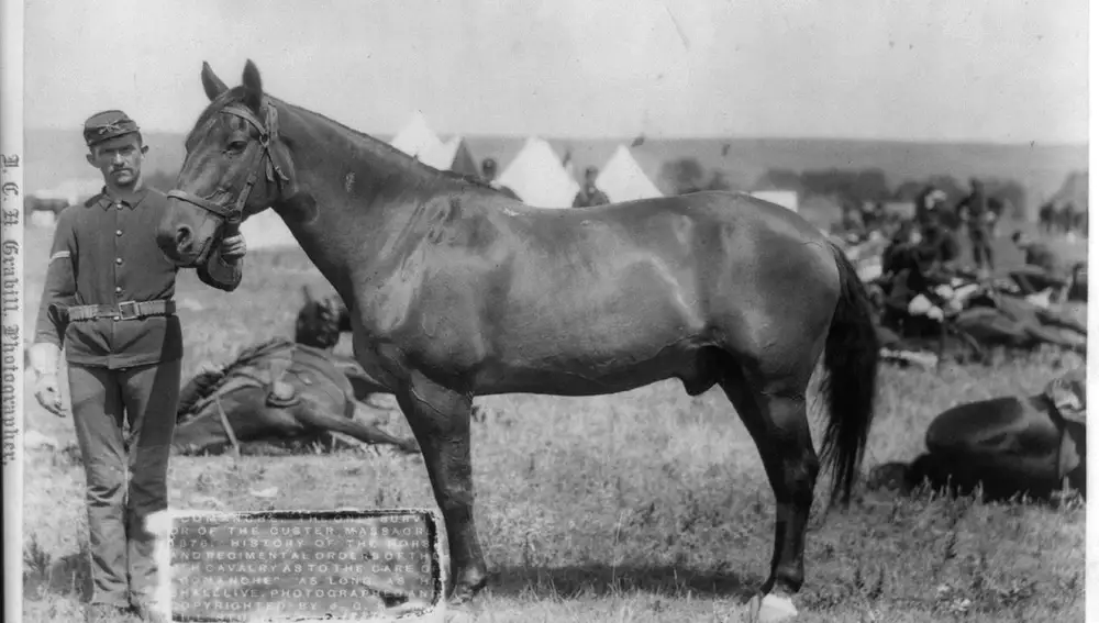 Comanche, el caballo que sobrevivió del 7º de Caballería