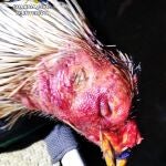 Imagen de uno de los gallos intervenidos en la operación