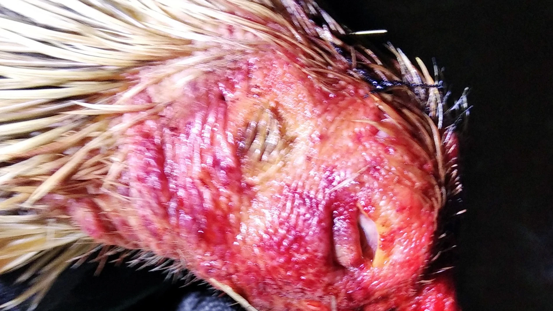 Imagen de uno de los gallos intervenidos en la operación