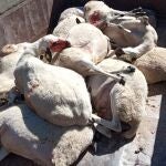 Ovejas muertas tras el ataque de un lobo en Sayago