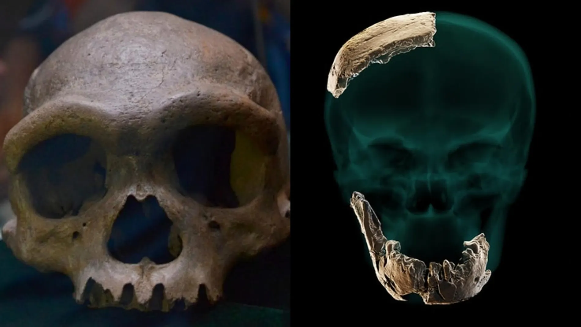 Comparación del Homo de Nescher Ramla (derecha) de la Universidad Hebrea de Jerusalén y Homo longi (izquierda) de la Universidad de Geo de Habei