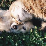 La nueva garantía, disponibles para las pólizas del Plan de Asistencia Familiar de la aseguradora, está dirigida a perros y gatos