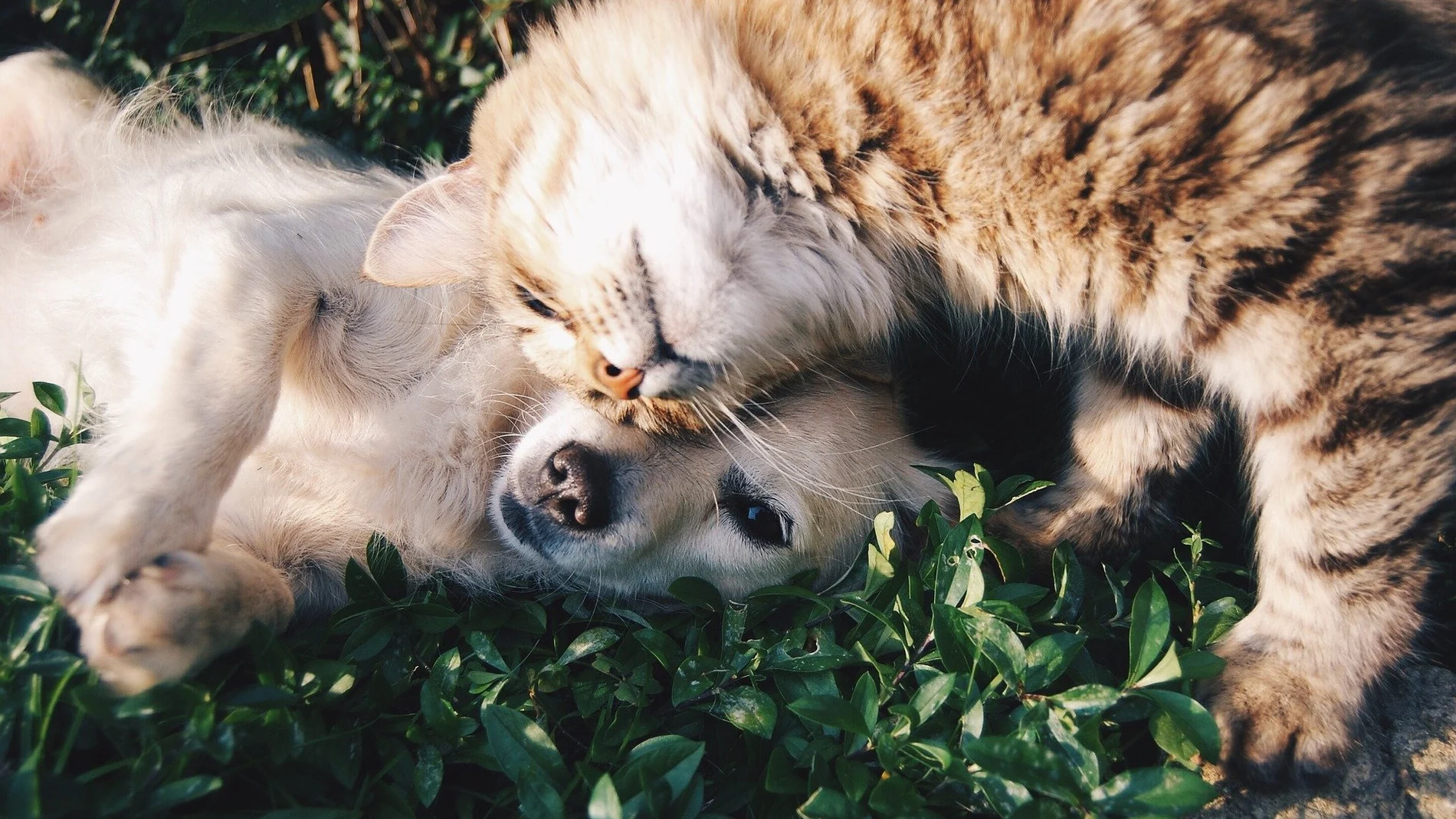 La nueva garantía, disponibles para las pólizas del Plan de Asistencia Familiar de la aseguradora, está dirigida a perros y gatos