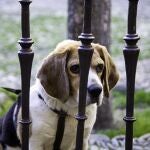 Los perros pueden desarrollar trastornos emocionales de estrés y ansiedad a raíz de pasar más horas al día en soledad