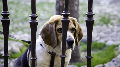 Los perros pueden desarrollar trastornos emocionales de estrés y ansiedad a raíz de pasar más horas al día en soledad