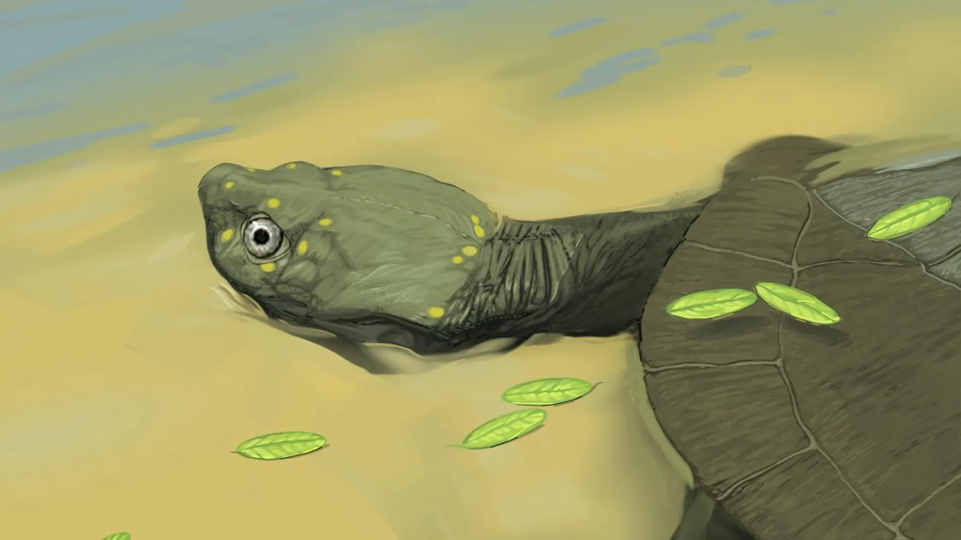 Reconstrucción de una nueva especie de tortuga del cretácico, Pleurochayah appalachius (Brent Adrian de la Midwestern University)