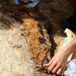 Restos fósiles de cocodrilo encontrados en el yacimiento de Subirats