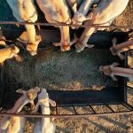 Imagen tomada desde un dron donde varias vacas se alimentan de paja en un prado