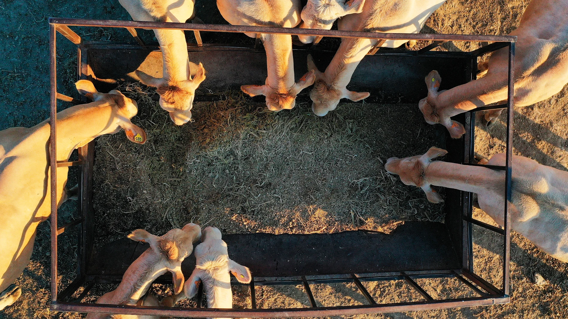 Imagen tomada desde un dron donde varias vacas se alimentan de paja en un prado