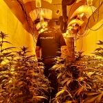 Los agentes, en el cultivo de marihuana intervenido