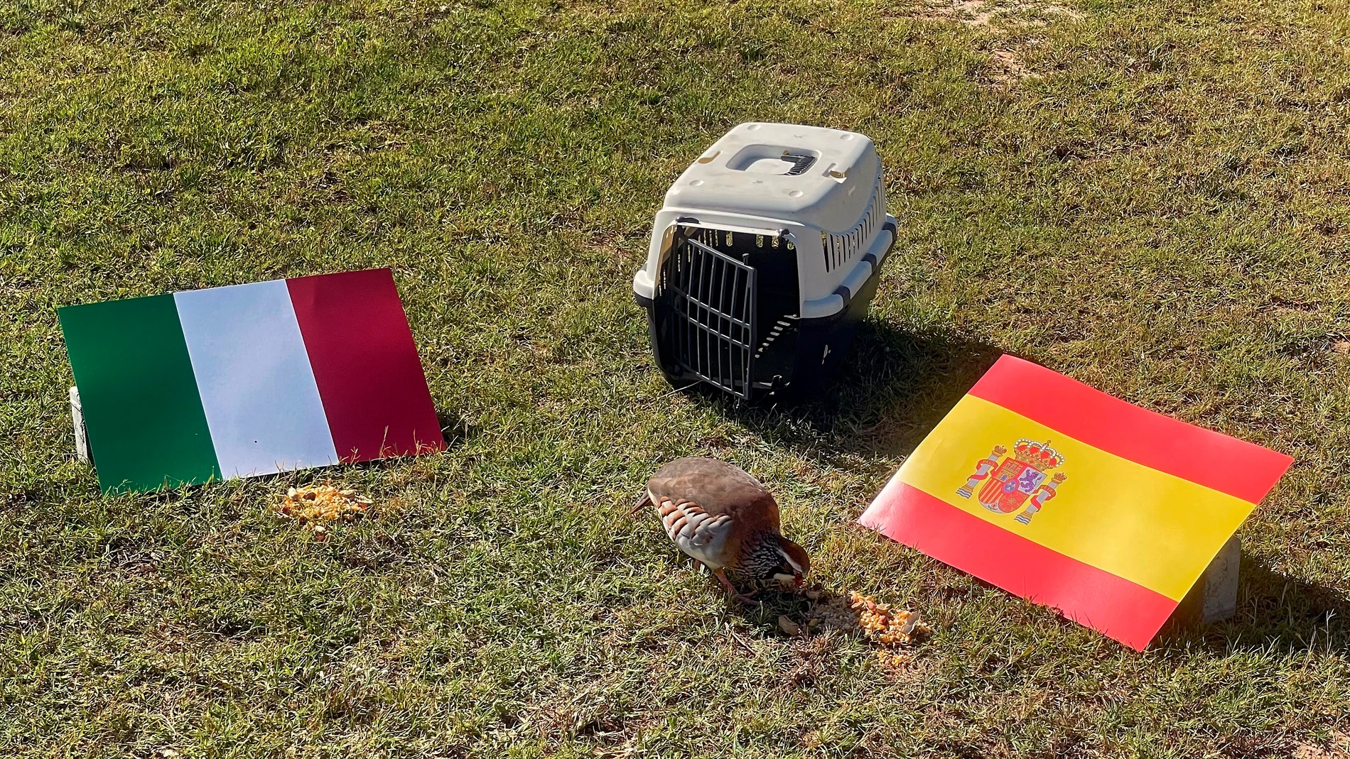 Una perdiz de la localidad valenciana de Barxeta lleva pronosticando los últimos resultados de la Selección Española de Fútbol en la Eurocopa. Se llama Tako, es una perdiz roja y ha vaticinado que España le ganará a Italia en cuartos de final. EFE/ Raquel Segura