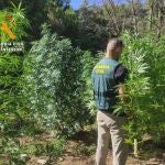 Agente de la Guardia Civil en la plantación de marihuana