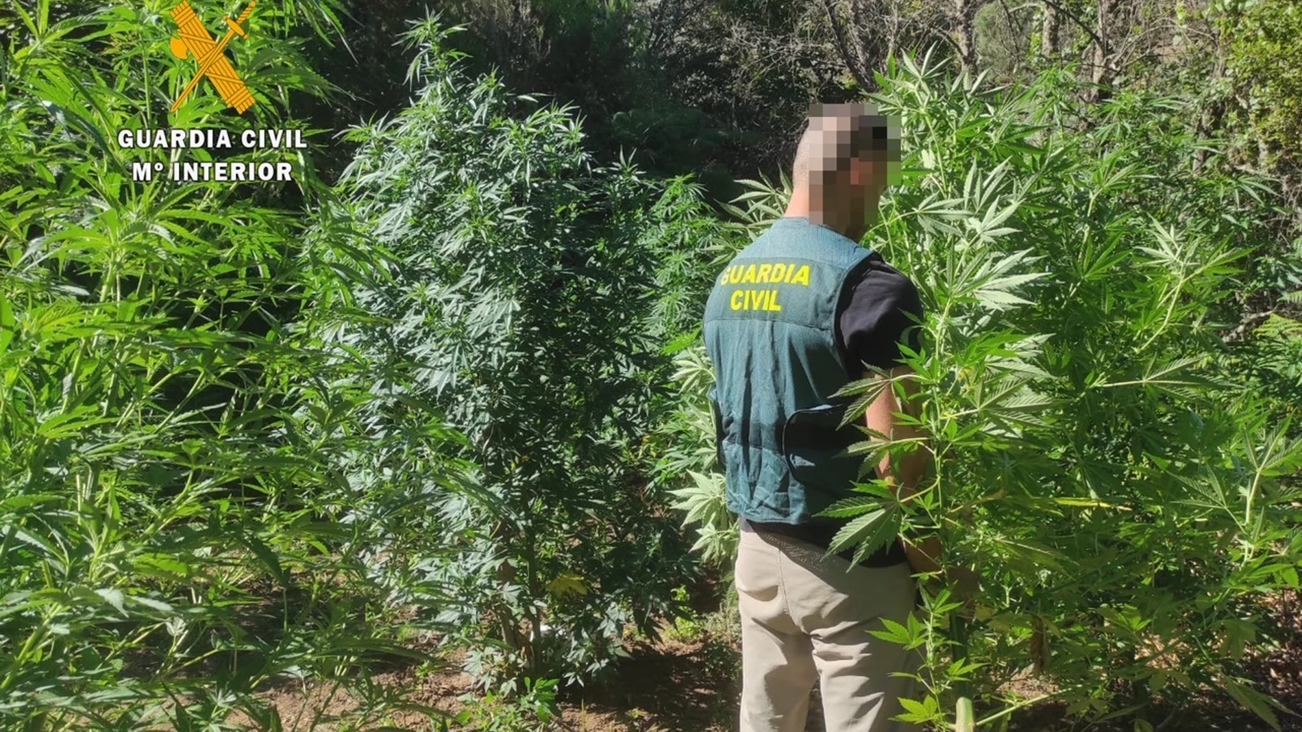 Agente de la Guardia Civil en la plantación de marihuana