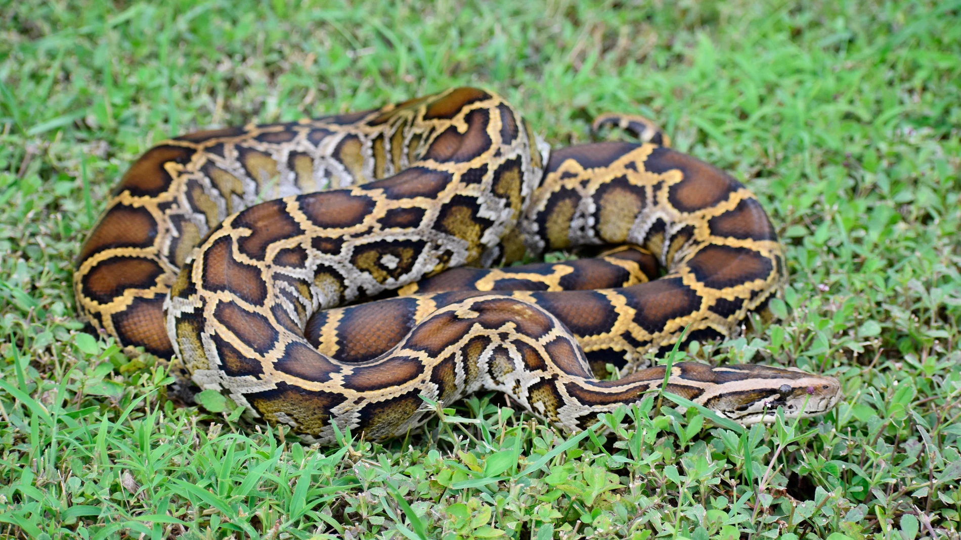 La yararacusú es una especie de serpiente venenosa del género Bothrops que tiene su hábitat en regiones selváticas de Brasil, Bolivia, Paraguay o Argentina.