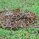 La yararacusú es una especie de serpiente venenosa del género Bothrops que tiene su hábitat en regiones selváticas de Brasil, Bolivia, Paraguay o Argentina.
