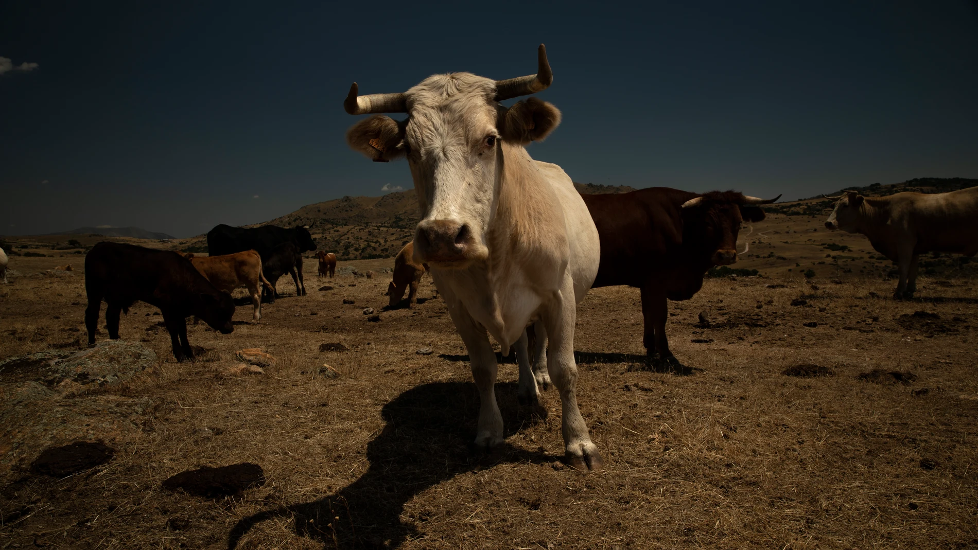 Vacas del ganadero Jorge Izquierdo en la Dehesa de Navalvillar, Colmenar Viejo (Madrid)