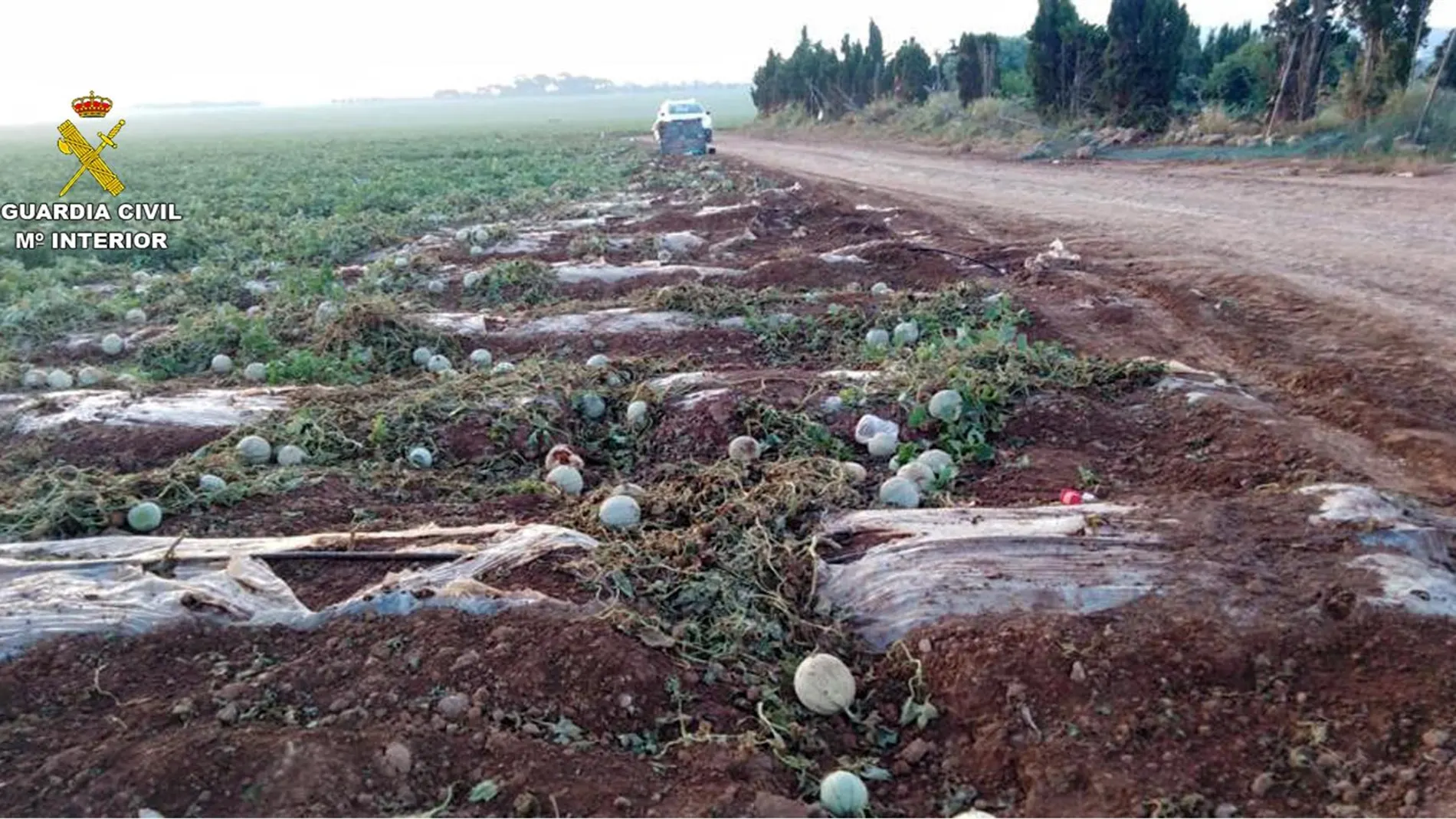 Imagen de los daños provocados en la finca agrícola