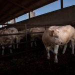 En la imagen, ejemplares de bovino de una ganadería de carne en Cantimpalos, Segovia
