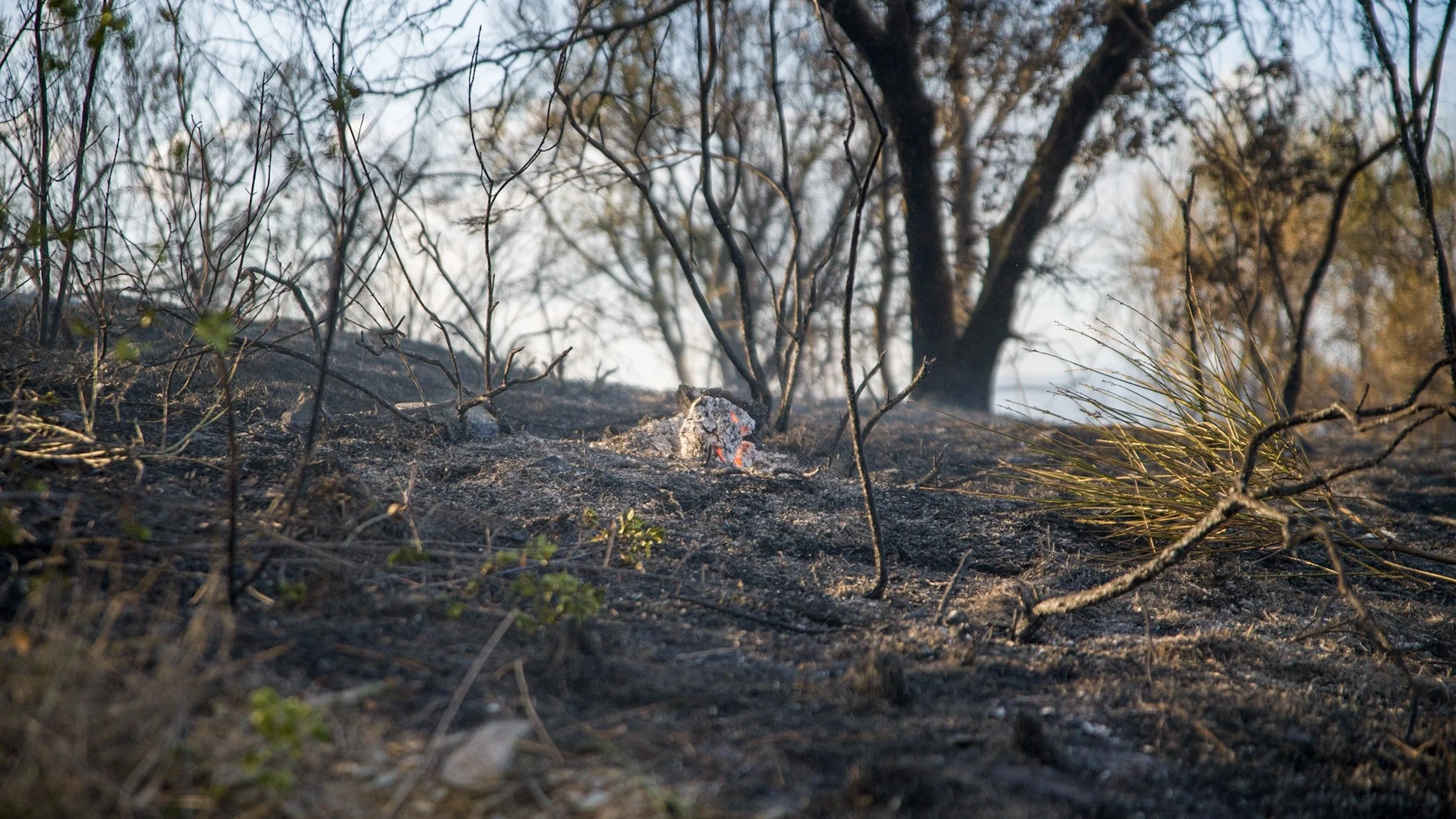 Un incendio en Castellví de Rosanes, Barcelona, (Cataluña), que se ha complicado por el viento.