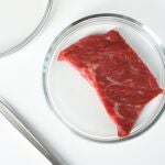 Placa de Petri con trozo de carne cultivada cruda y pinzas en el cuadro blanco