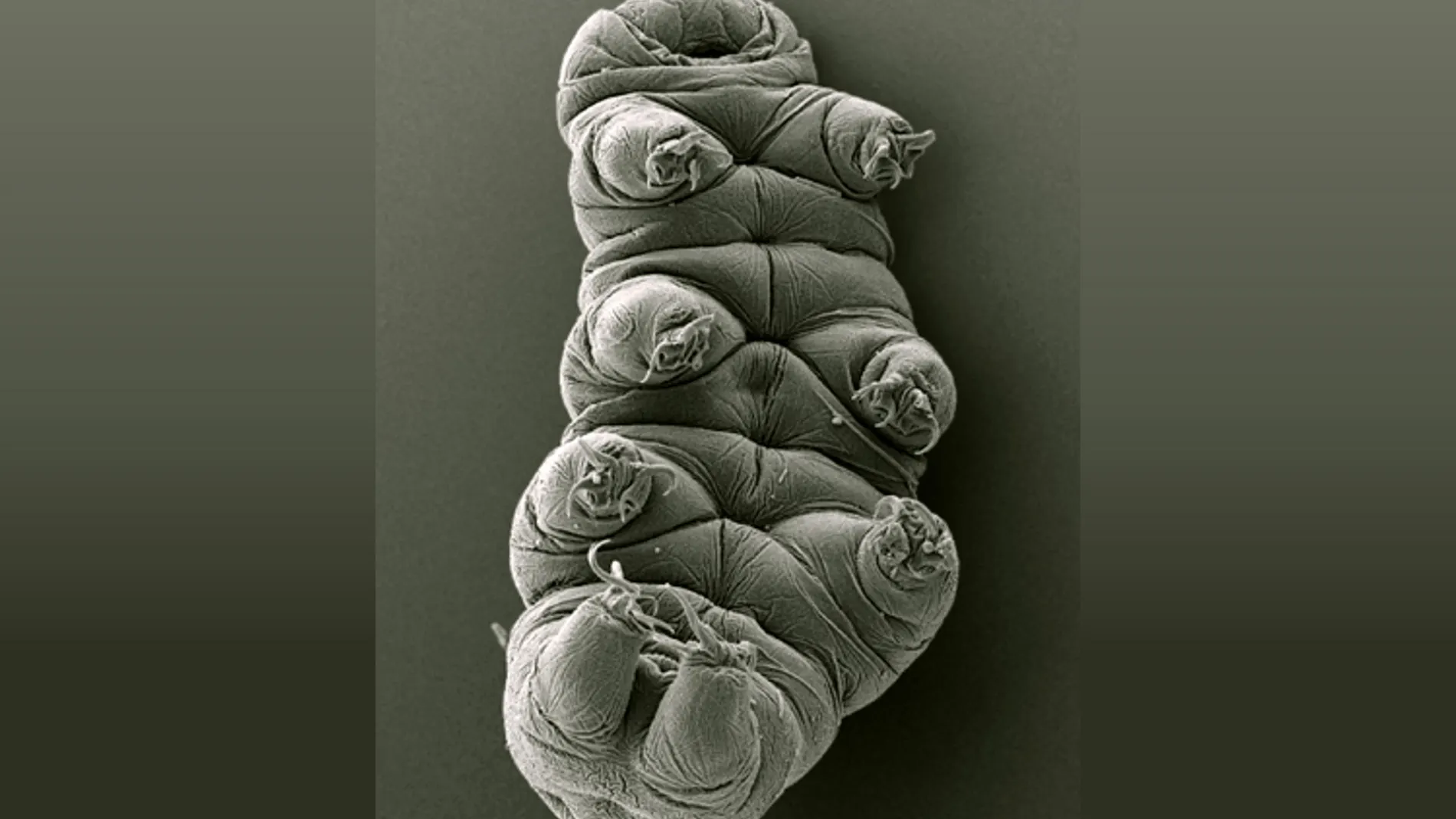 Tardígrado visto a través de un microscopio electrónico de barrido