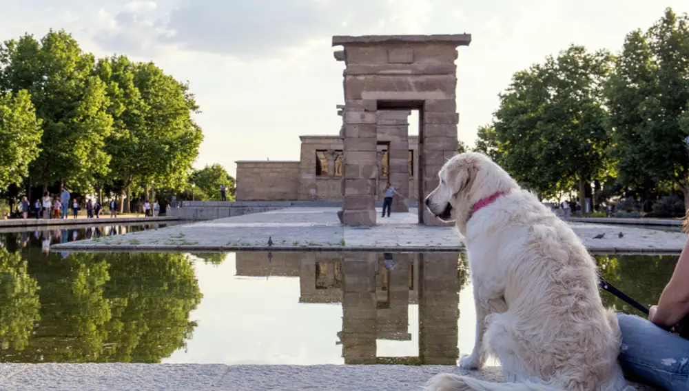 Un perro junto al Templo de Debod