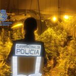 Plantación de marihuana interceptada en Trobajo del Camino