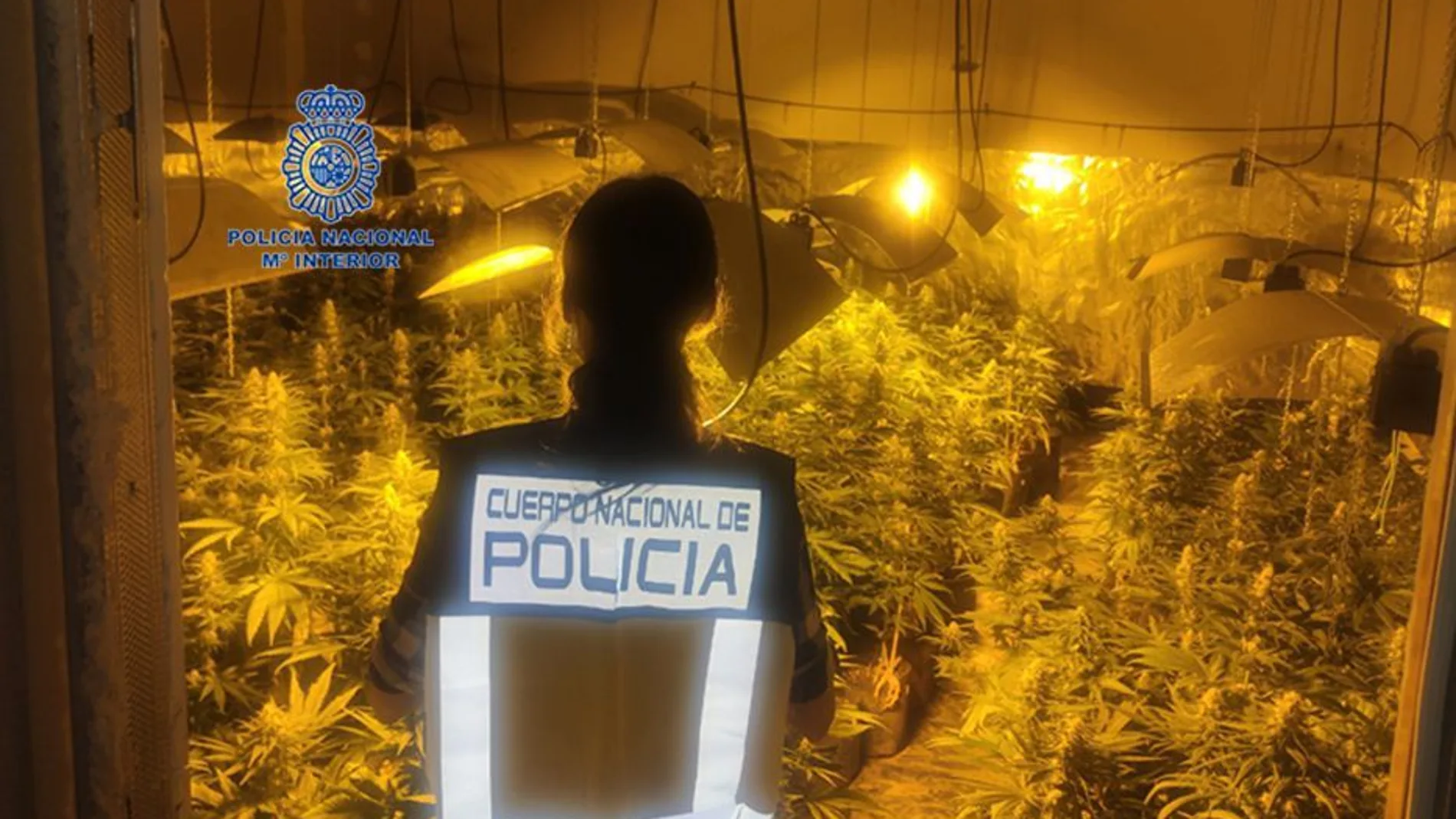 Plantación de marihuana interceptada en Trobajo del Camino
