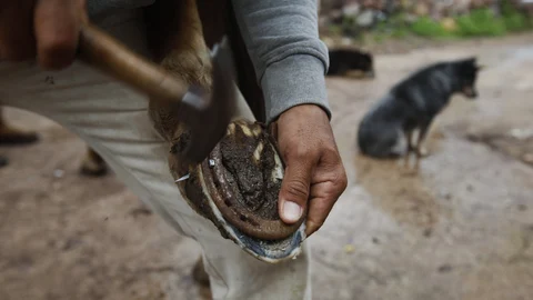 A farm worker shods his horse on the outskirts of the municipality of ValparaÃso, Zacatecas state, Mexico, Tuesday, July 13, 2021. When violence erupts in the area, farmers often can't go out to feed their livestock. (AP Photo/Marco Ugarte)
