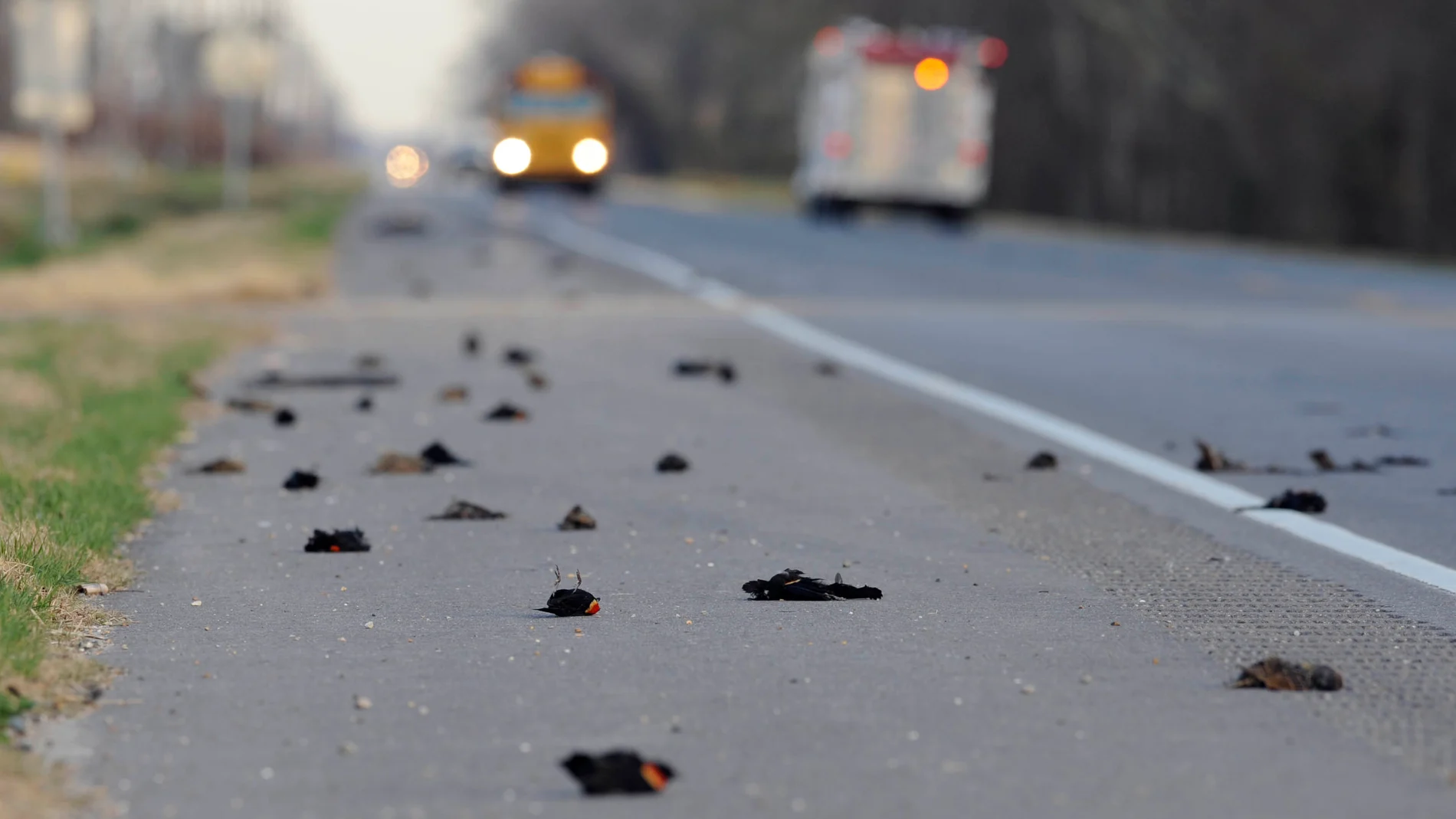 Ola misteriosa de pájaros muertos en Estados Unidos