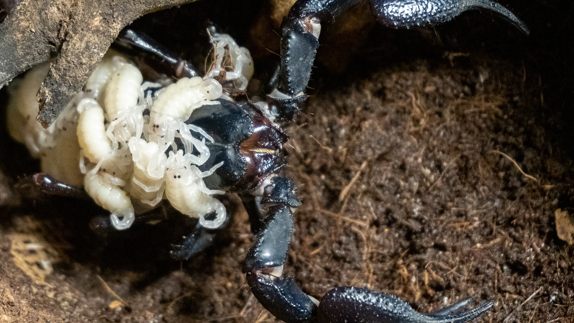 La madre escorpión se ha mostrado muy protectora con sus crías