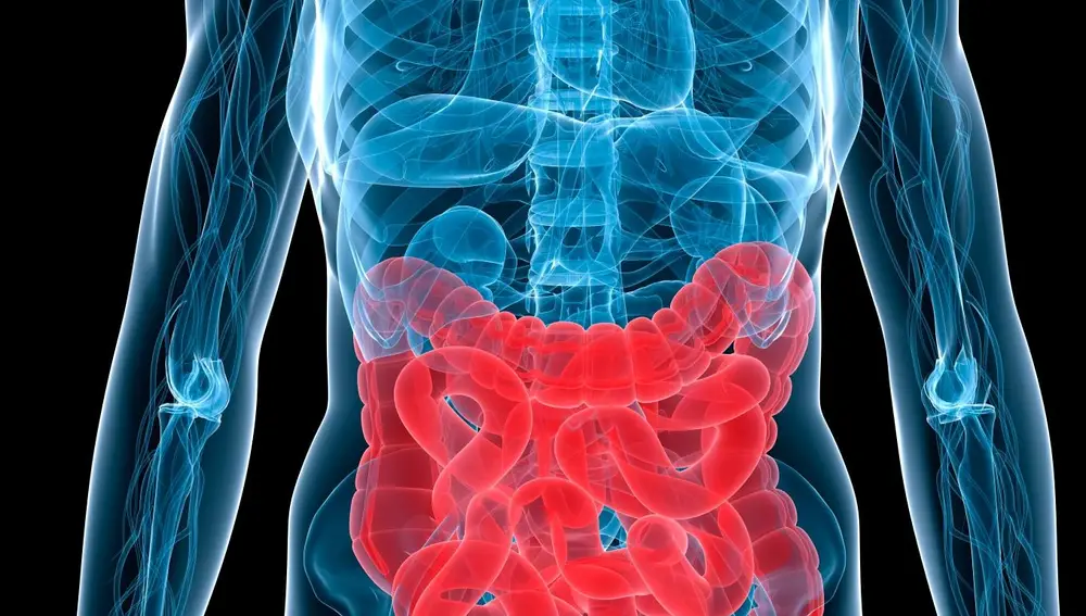 A microbiota intestinal é a população de micróbios que vive no intestino.