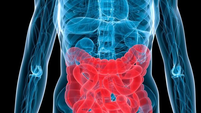 La microbiota intestinal es la población de microbios que vive en el intestino