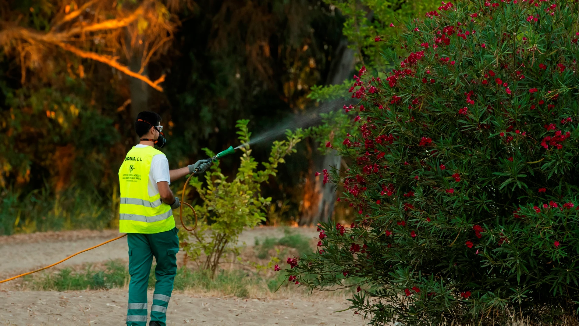 Un operario fumiga la margen del río Guadalquivir cerca de la localidad de Coria del Río (Sevilla), donde ya se han detectado dos casos