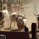 Estos toros destacan por su particular capa perlina