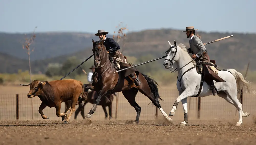 Los matadores de toros Julián López El Juli, Miguel Ángel Perera y El Capea participan en el XXXVIII Concurso Nacional de Acoso y Derribo de Ciudad Rodrigo