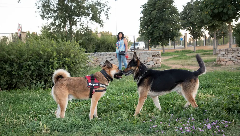 Explosión demográfica canina
