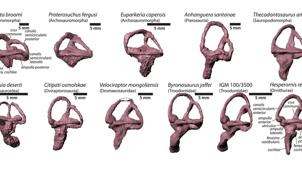 Reconstrucción en 3D de los oídos internos de varias especies extintas. Thecodontosaurus, en la fila de arriba, y los cinco primeros de la fila inferior son todos dinosaurios. Anhanguera, en la fila superior, es un pterosaurio, y Hesperornis, abajo a la derecha, es un ave de finales del periodo Cretácico. Los otros tres son reptiles arcosauromorfos, parientes cercanos del grupo que forman dinosaurios, pterosaurios y cocodrilos. La cóclea es el “tubo” que se proyecta hacia abajo en todas las reconstrucciones. Se puede comprobar que es muy corta en los dos primeros arcosauromorfos, se empieza a alargar en Euparkeria y es ya bastante larga en todos los dinosaurios, el pterosaurio y el ave.