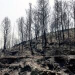 Imagen tras el incendio forestal declarado a última hora del sábado pasado en Azuébar (Castellón)