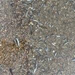 Aparecen miles de peces muertos en la orilla del Mar Menor